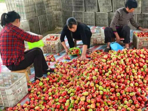 油桃的品質好